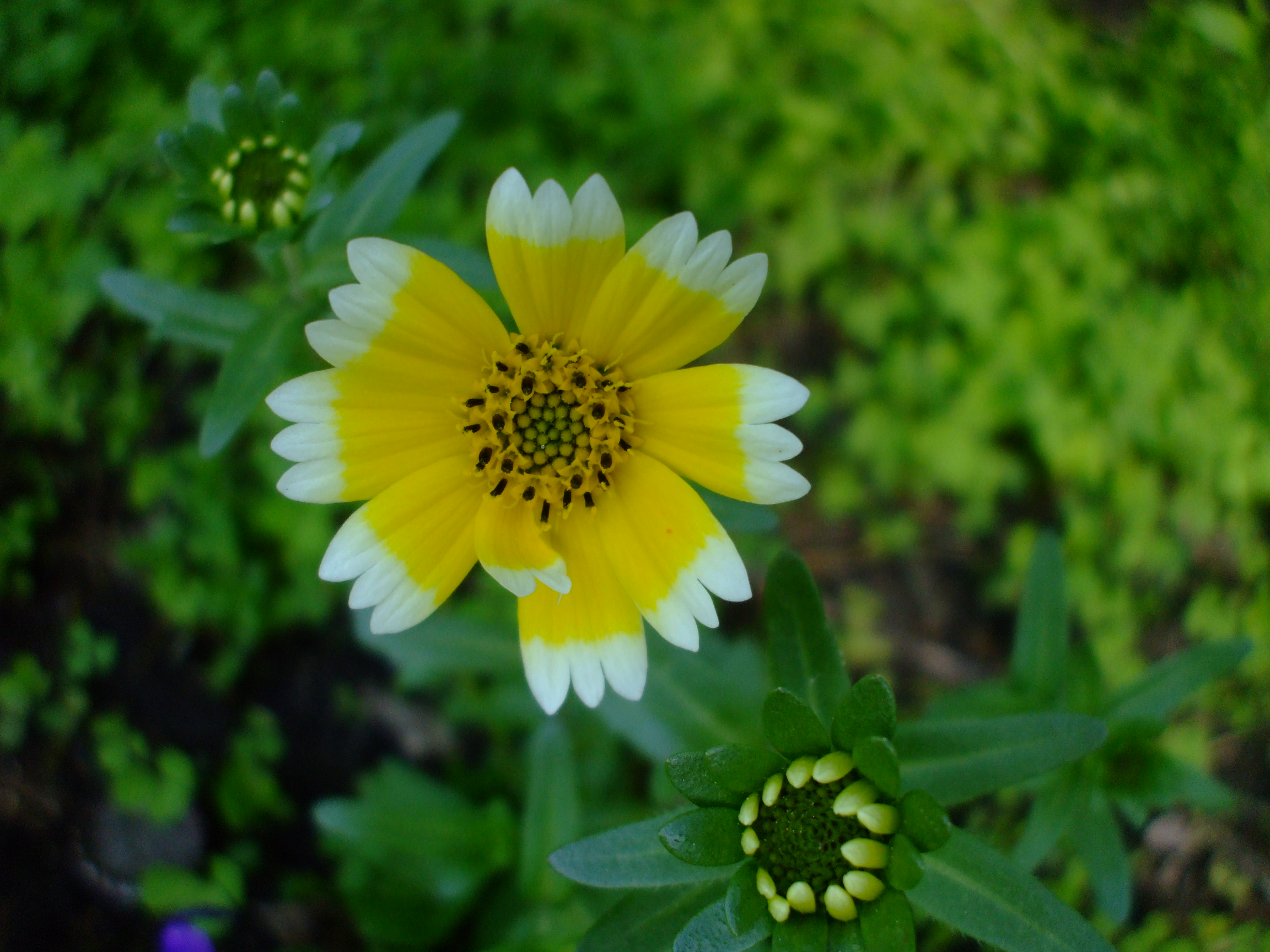 Layia platyglossa